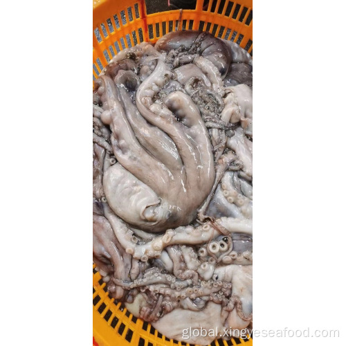 Frozen Octopus with Competitive Price Frozen Octopus Whole Round 1000-2000g Factory